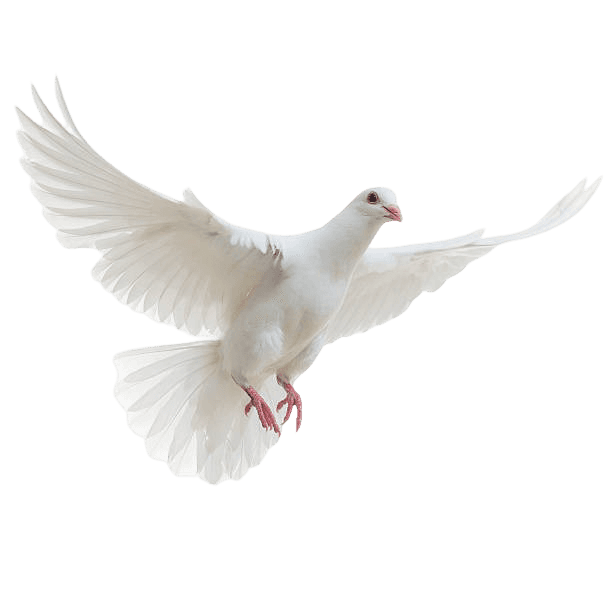 Dove symbolizing the Holy Spirit hovering over the world